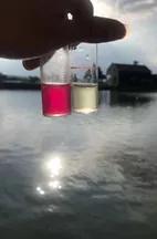 对虾黄鳃黑鳃是什么原因,对虾黄鳃防治