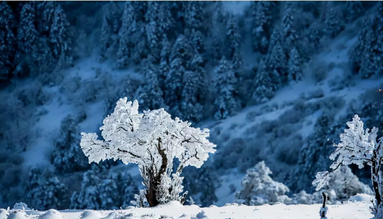 神农架十大未解之谜野人之谜,神农架究竟有没有野人