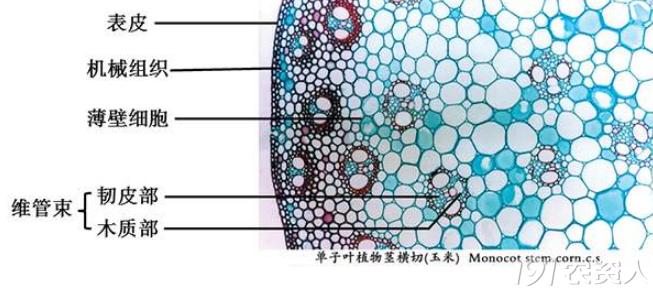 蔬菜细菌病图片大全,破解蔬菜病虫害之谜