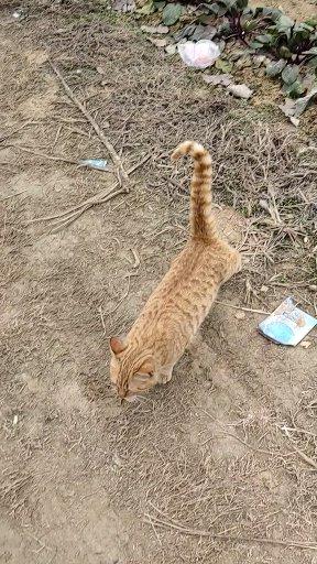 家猫为什么会带流浪猫来家里,家猫带几只流浪猫回家