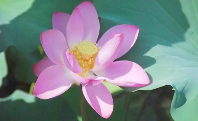 李子柒令人向往的世外桃源生活,李子柒记录的简单淳朴的田园生活