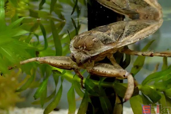 Sbike动植物百科：世界体型最大的各科目昆虫排行，奇妙！（上）