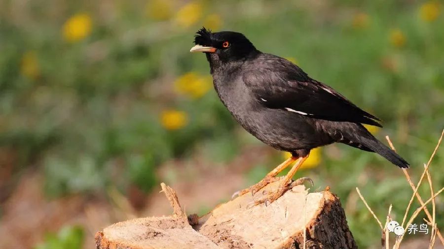 观赏鸟类排名,十大好看的观赏鸟排名榜