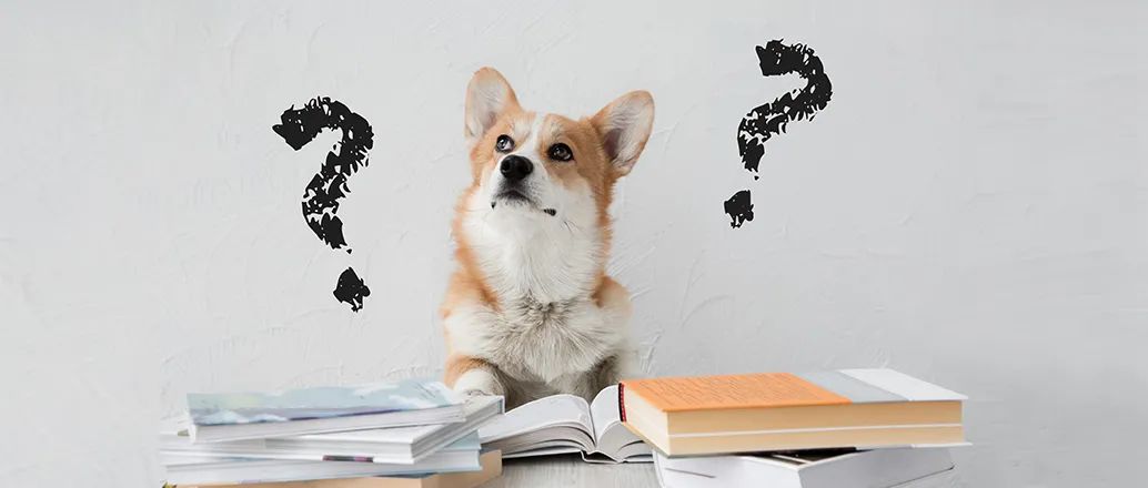 小狗是个什么样的动物,小狗是dog吗