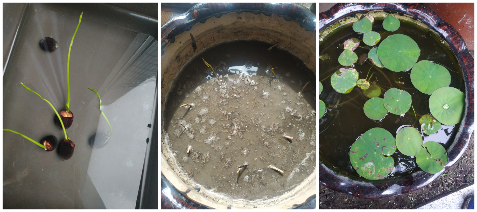 碗莲中花期长的品种,碗莲的花好看吗怎么养活