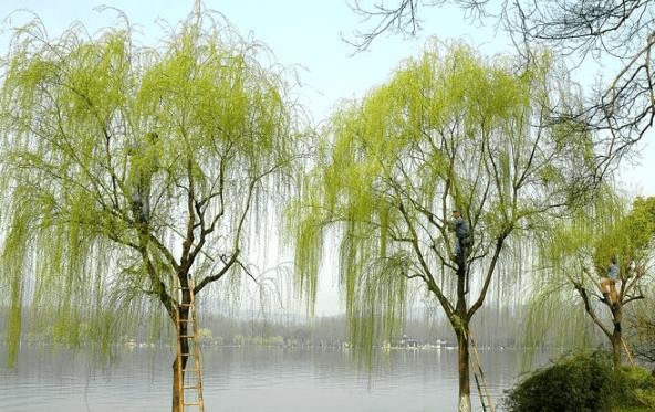 柳树种植技术与管理病虫害有哪些,柳树苗的栽培与管理