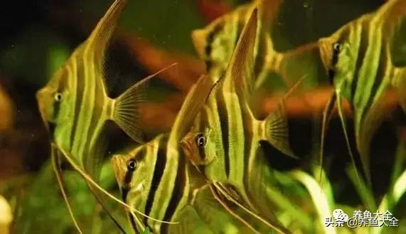 有什么能增加鱼缸里的菌群,鱼缸里面的菌群怎么培养