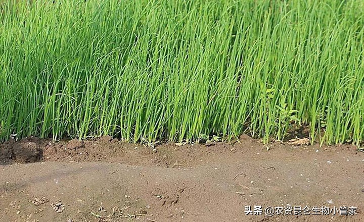 大葱烂根如何补救,大葱烂根子怎么治