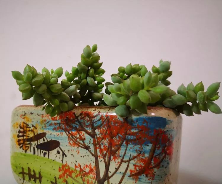 一花一世界多肉园艺,一花一世界一叶一菩提多肉植物