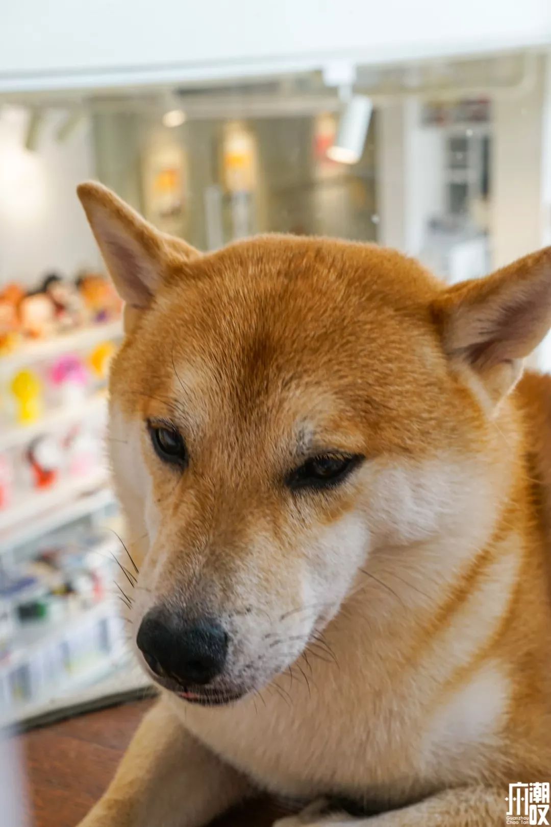 新潮展览+撸狗，广州这家新开的汪星人主题店萌爆了