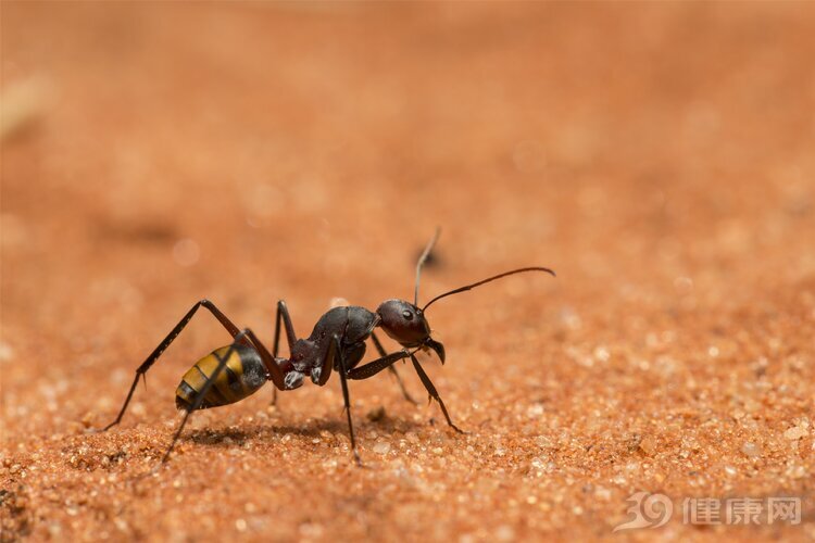 女子被蚂蚁咬伤后头晕,被蚂蚁咬后晕倒怎么处理