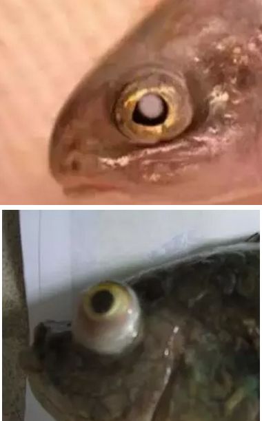 水产镜检虫图片,水产养殖常见虫类图