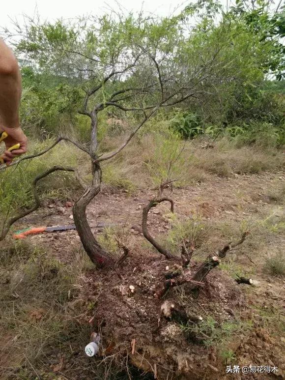 岗松有几个品种,岗松盆景的寓意是什么