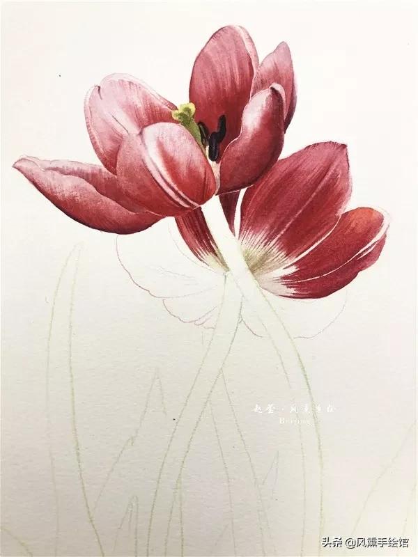 怎么用水彩笔画郁金香教程,粉色水彩郁金香怎么画图片