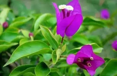 河南城市的市花有哪些花,全国56市市花图片