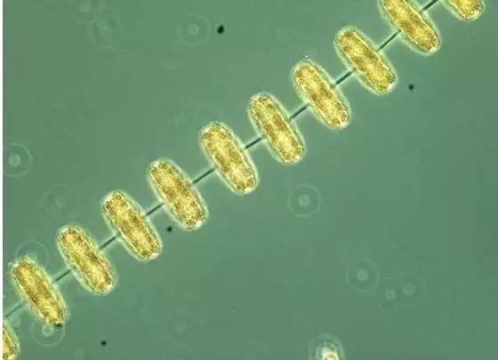 鱼类水产养殖需要哪些藻类,水产养殖显微镜下各种藻类