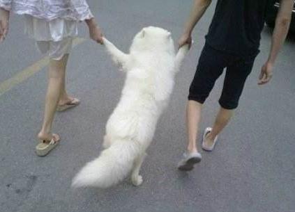 用抱宝宝的方式抱狗狗,抱狗的四个方式