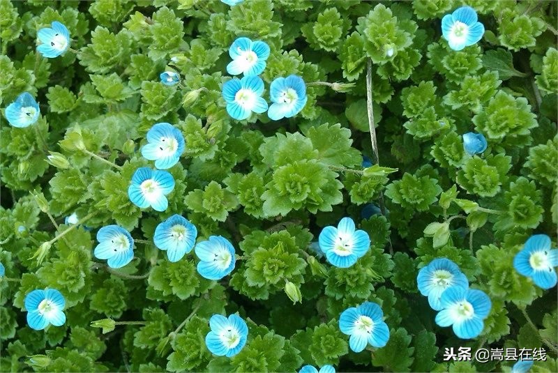 农村比较常见的中草药,农村不可碰的十种草药