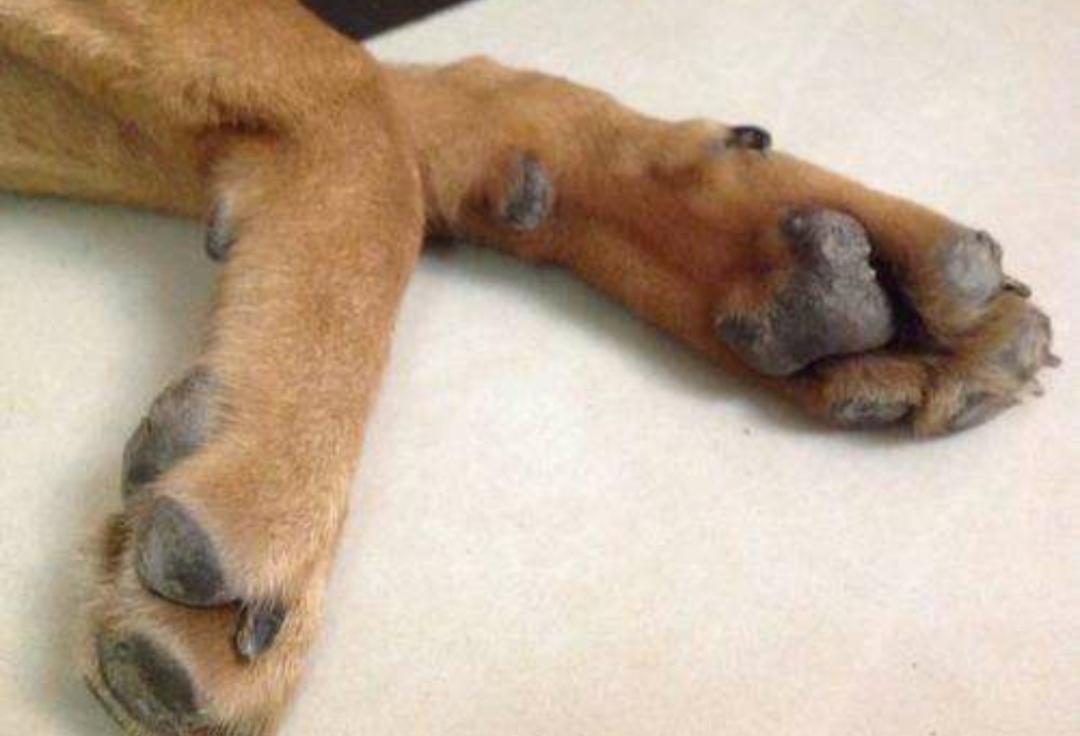 狗狗突然发病抽搐是什么问题,狗狗抽搐口吐白沫是中毒了吗