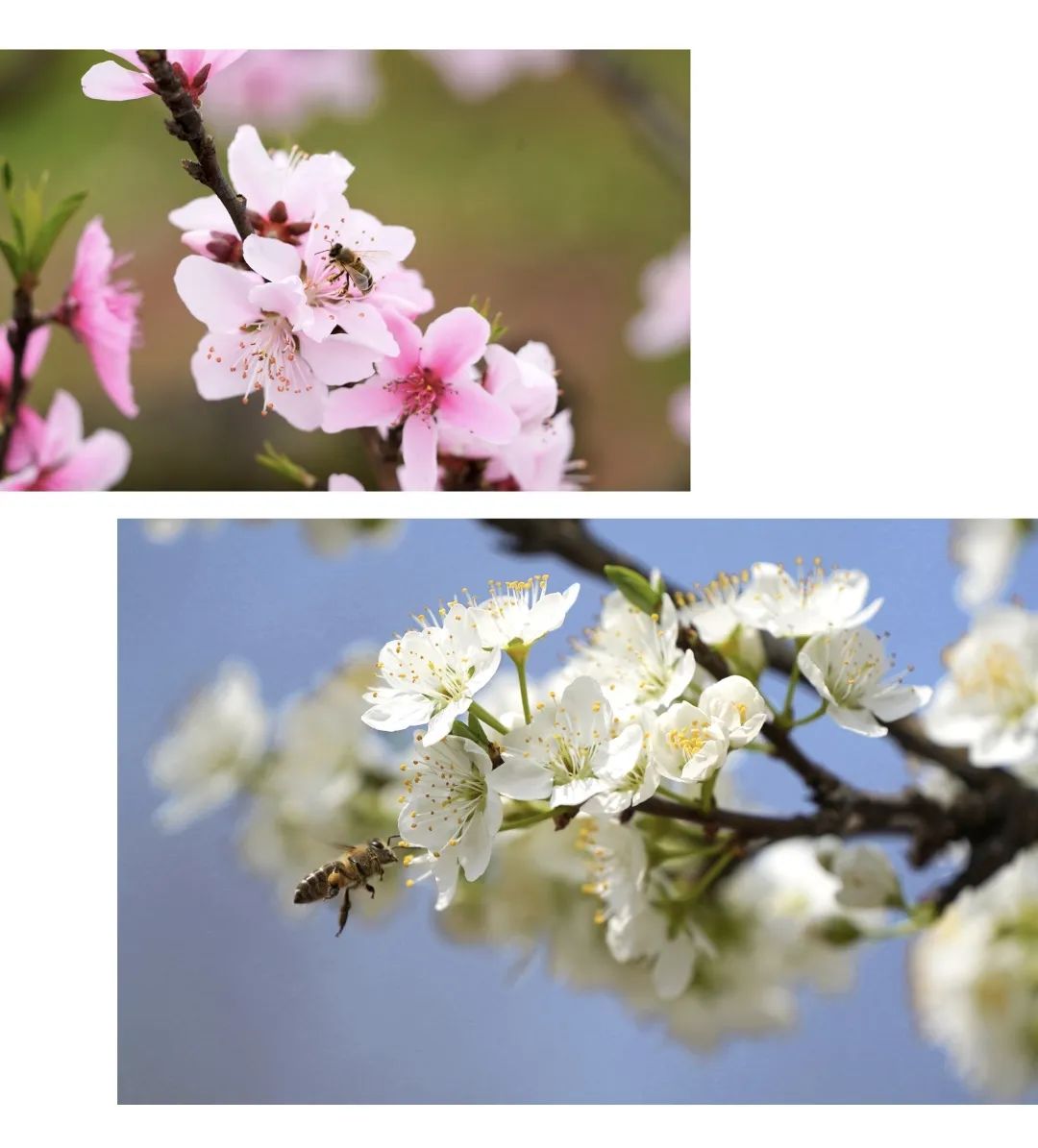 多彩新区,你pick谁?