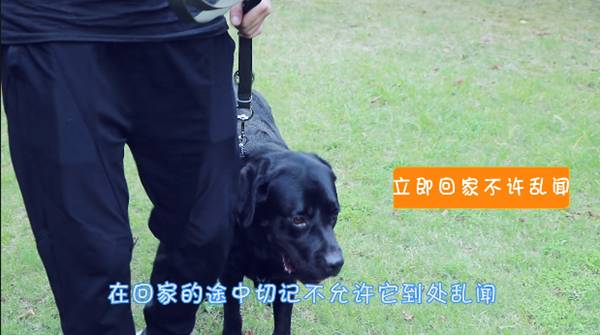 新手养5只狗该怎么训练,狗狗多大开始训练固定地点上厕所