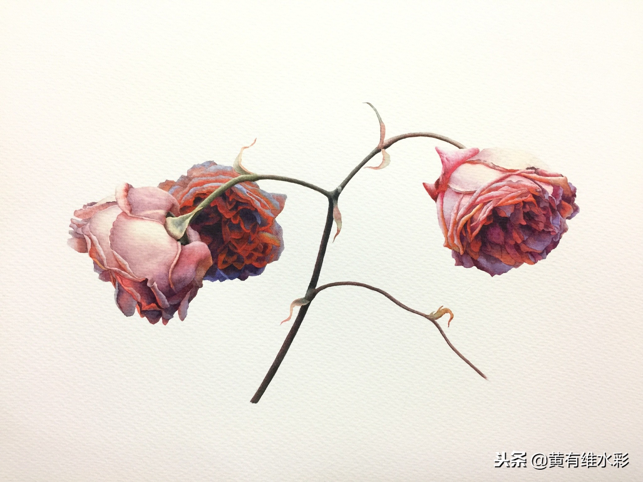 水彩绘画教程简单玫瑰,水彩步骤图花卉