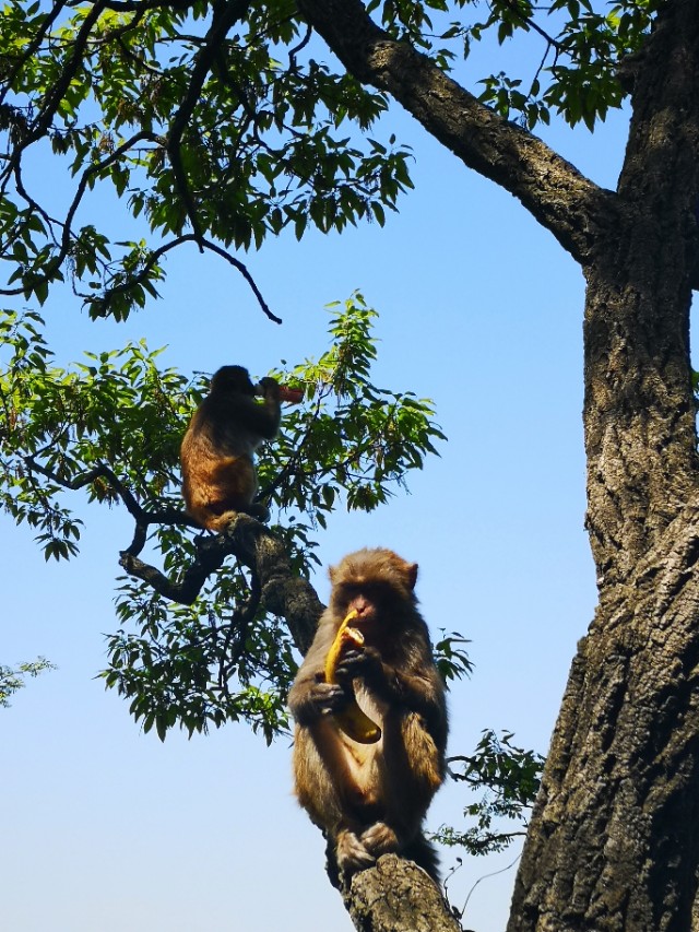 孙悟空的旅游胜地在什么地方,孙悟空的老家花果山水帘洞