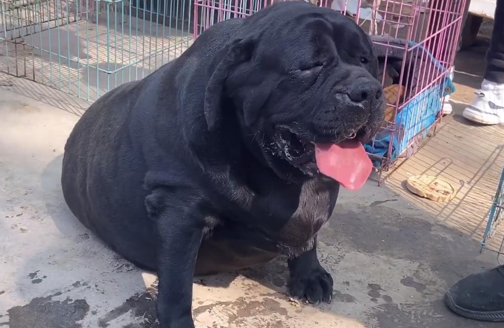 狗市拉布拉多双血统才800真的吗,狗市顶级品相拉布拉多