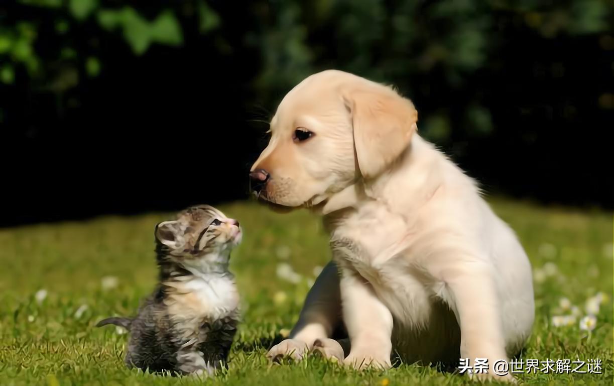 苏联黑猩猩能有后代吗,黑猩猩和红毛猩猩有后代吗