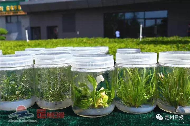 两分钟定州美景视频,定州最惊艳的地方