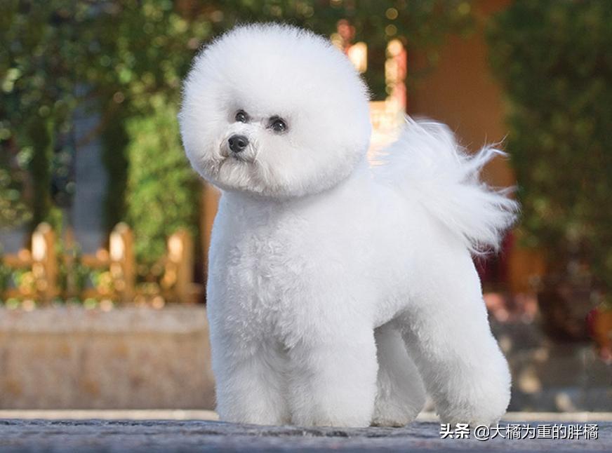 比熊幼犬要杀虫吗,比熊犬需要每个月都驱虫吗