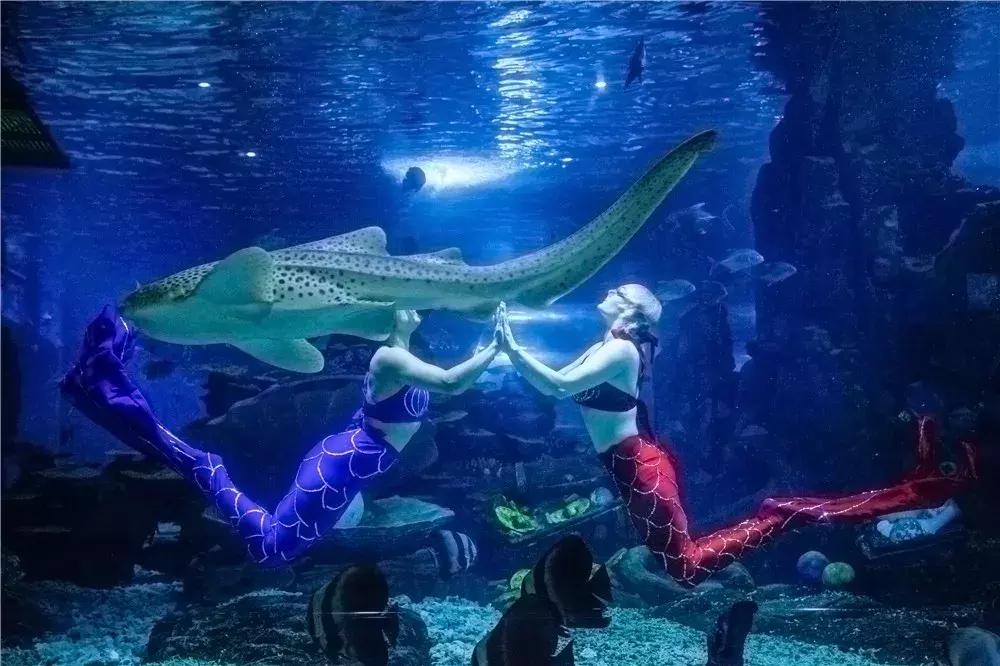 二月份临沂海洋世界主题公园,临沂海洋世界门票哪些人免票