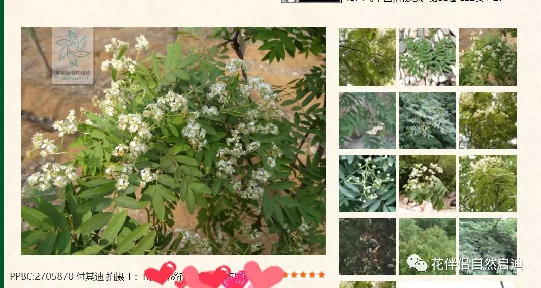 植物检索网站官网,植物检索表100种