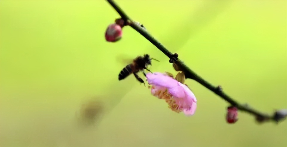 广州现在花开的季节,广州现在什么花开了