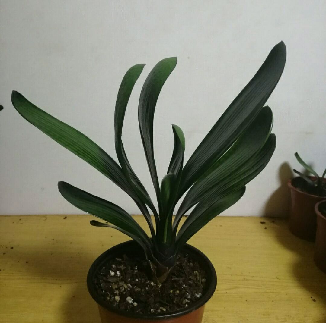 君子兰不冒花箭怎么养,君子兰养护怎样使君子兰不夹箭