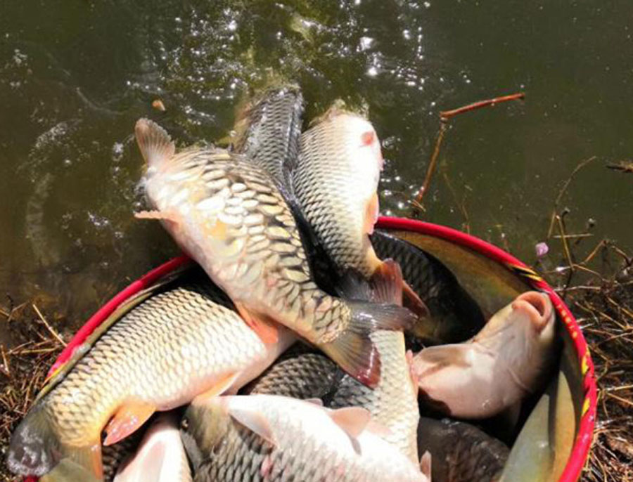 干货无死角青鱼黑坑的上岸攻略,新手玩黑坑选什么竿子