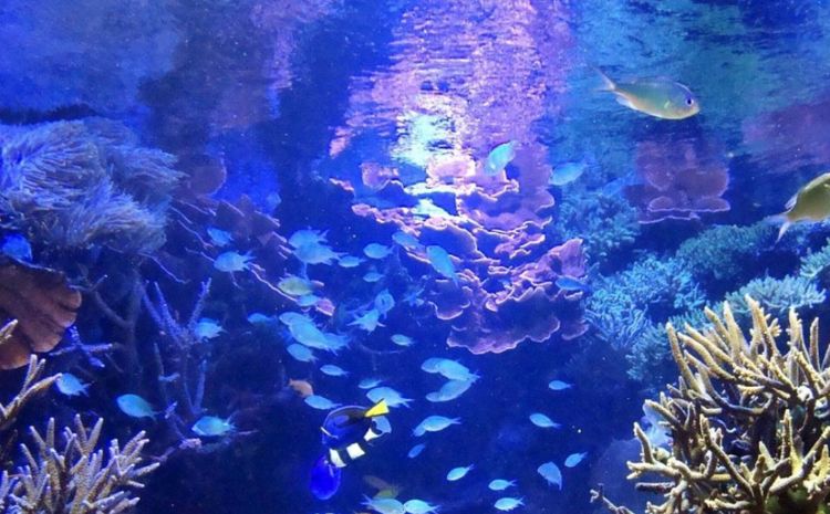 盘点那些很像蜗牛的物种,蜗牛有特别物种吗