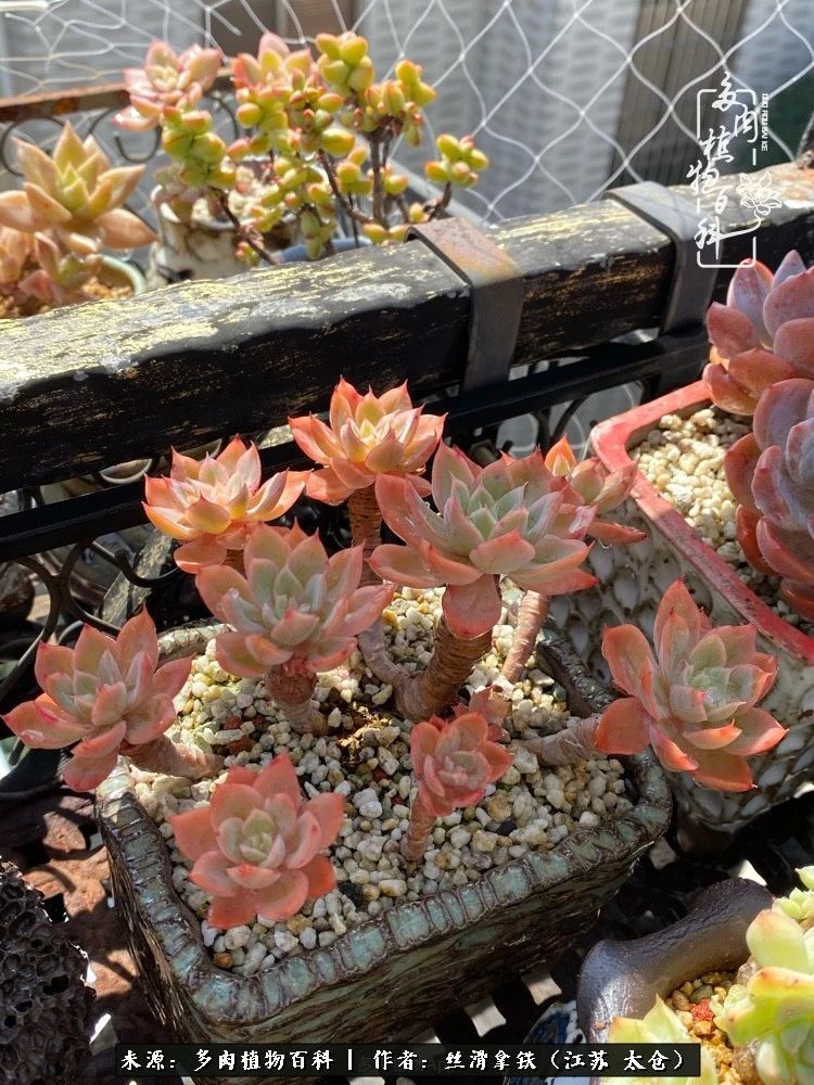 初秋的多肉,初春的多肉开始展现美颜了