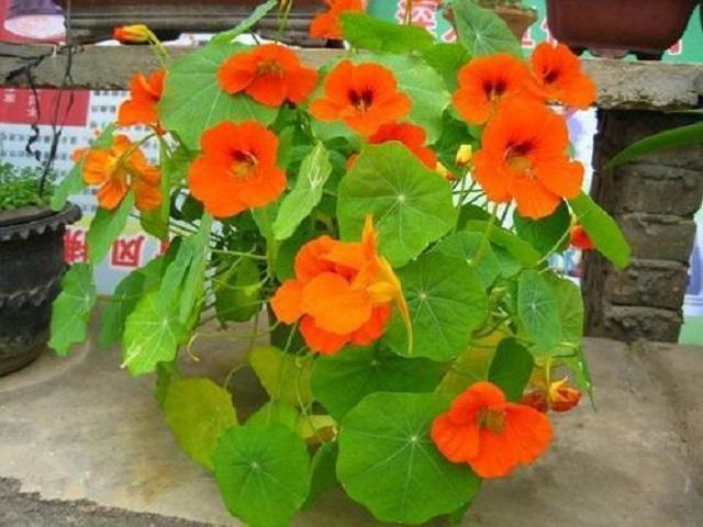 家里阳台适合盆栽的鲜花,适合壁挂的花卉盆栽