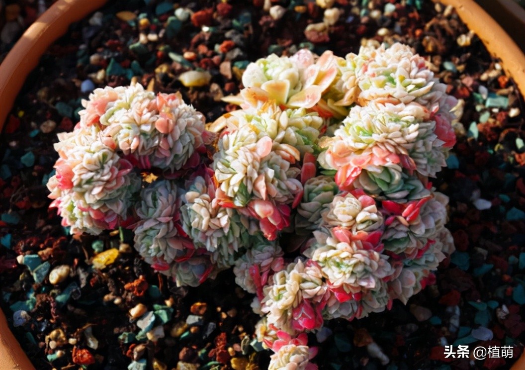 缀化的冰梅，还是头一次见到，真的很漂亮