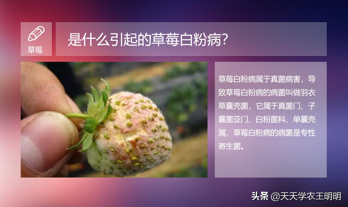 草莓长白毛是白粉病吗,草莓叶片上出现粉色白斑防治方法