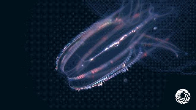 淡海栉水母,淡海栉水母资料