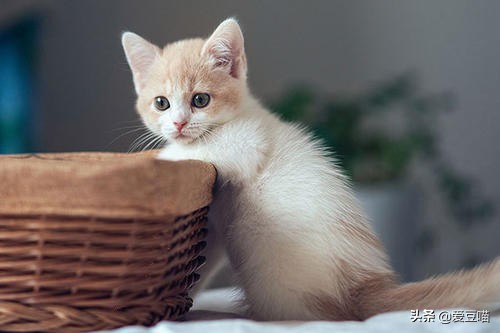 猫癣反反复复老不好？铲屎官别崩溃，简单3招可教你永久搞定猫癣