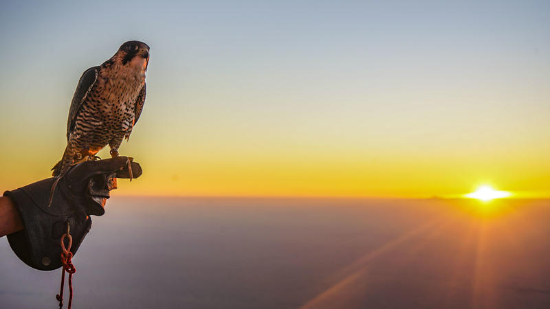 从天空到海洋到大地的视频,从天空到海底绘本