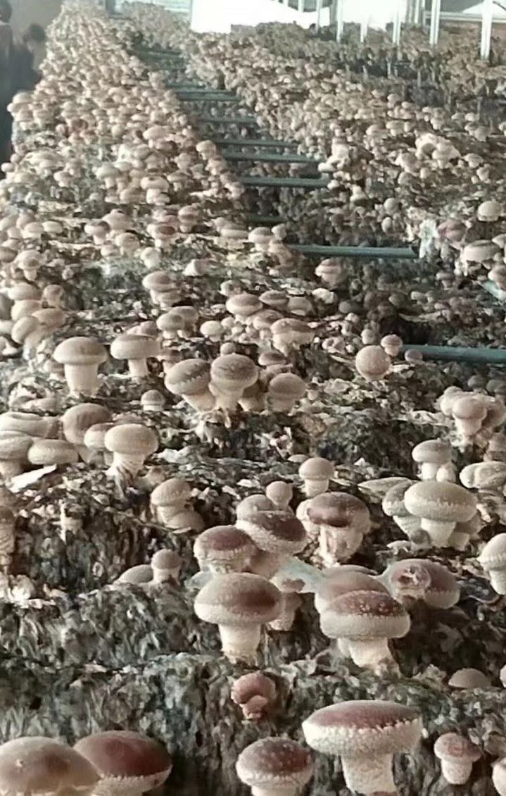 关于香菇出菇技术的视频,香菇不出菇如何解决