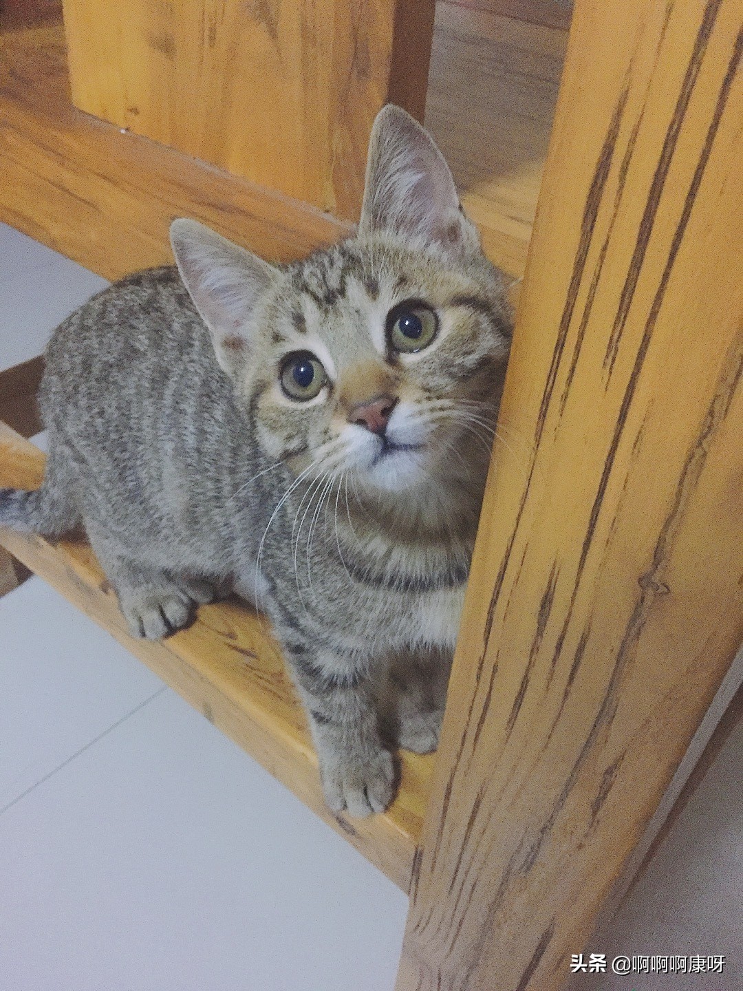 最好养的猫咪狸花猫,田园猫狸花猫真的不适合家养吗