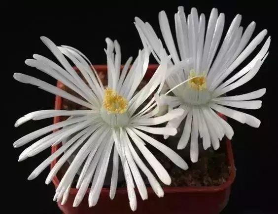 多肉生石花好看视频,多肉生石花开图