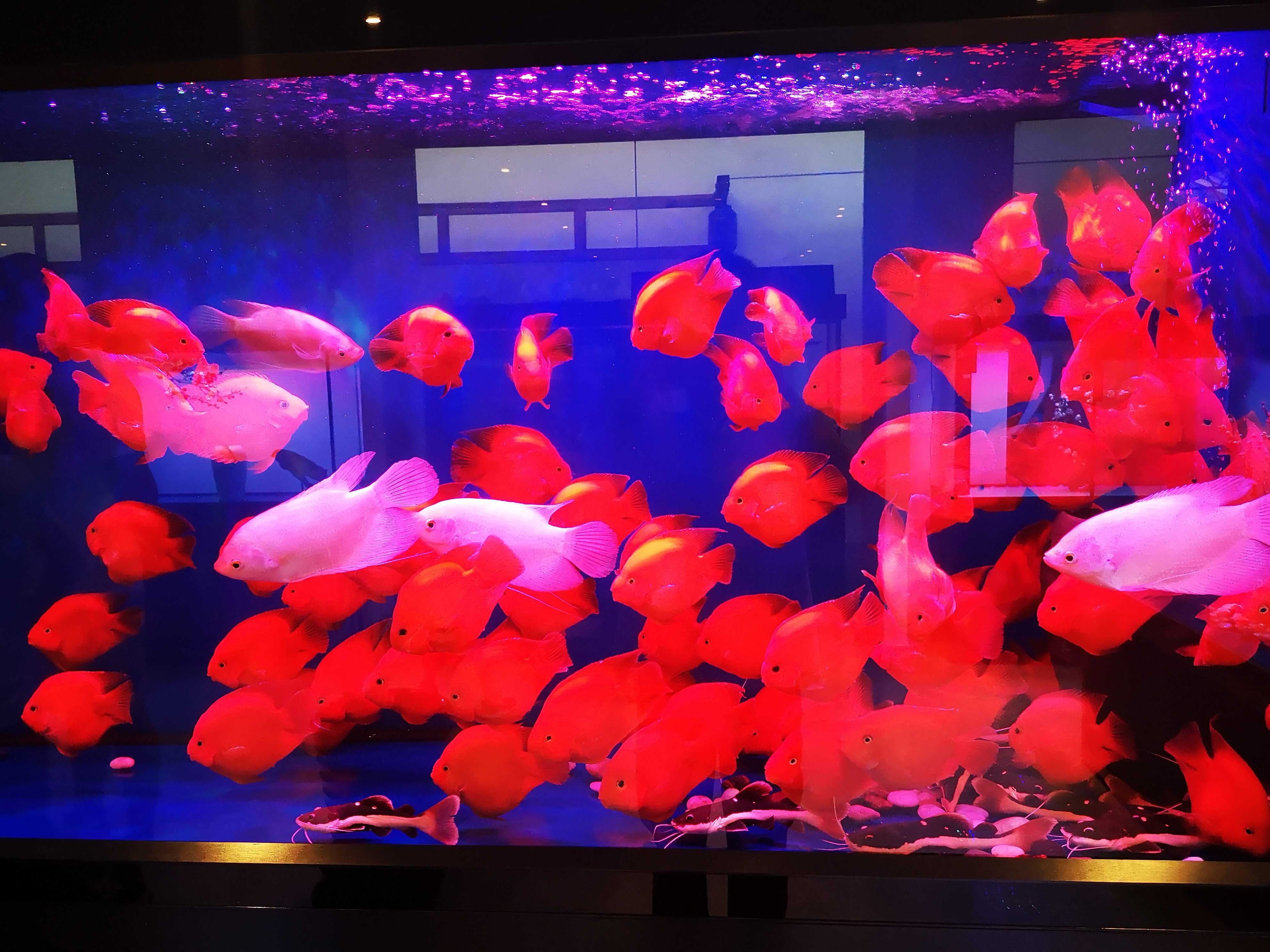 观赏鱼受伤了长毛了怎么回事,观赏鱼怎么判断是外伤还是烧鳍