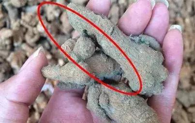 优质三七怎么辨别,辨别三七真假视频