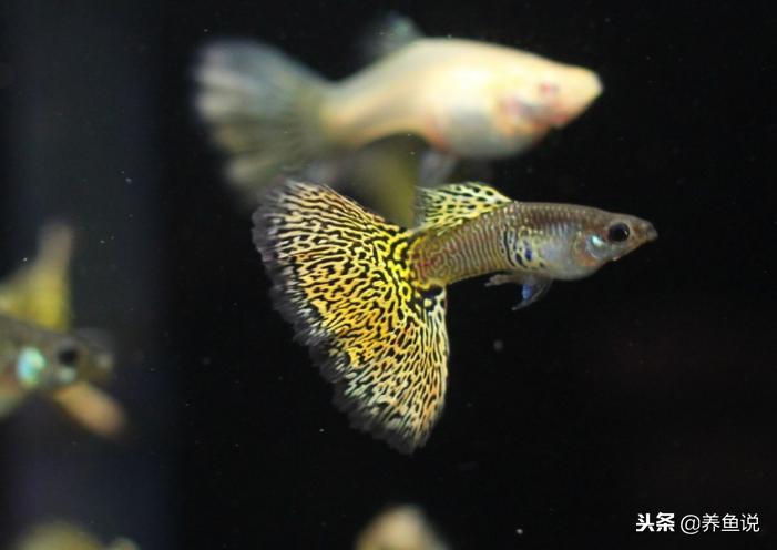 泰国斗鱼好还是孔雀鱼好 (泰国斗鱼和孔雀鱼区别)